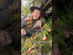 Have you been seeing these red fungi lately? They’re delicious! ❤️ #foraging #wildfood #mushrooms