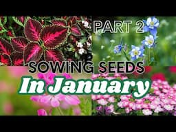 I am Starting My Garden Seeds In January and You Should Too! 😮 PART 2 🌿 What Seeds to Sow in January