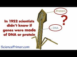 Hershey and Chase - evidence that genes are DNA | DNA's role in heredity pt2