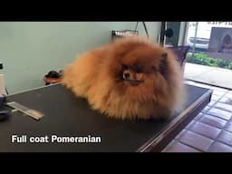 Full coat hand-scissor Pomeranian trim