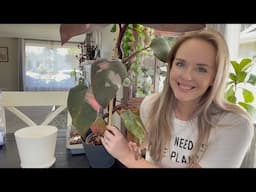 Pink Princess Philodendron Repot and Update