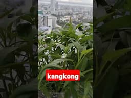 kangkong in self watering container