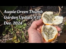 Nathan's Garden Update #17 - Norfolk Island 16-Month Drought