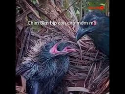 Bìm bịp con trong tổ chờ mẹ bắt mồi về