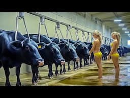 Incredible Modern Farming: Smart Cow Care, Calf Birth, and Advanced Milking Techniques