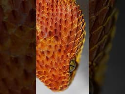 Amazing SCALES of the Bush Viper!