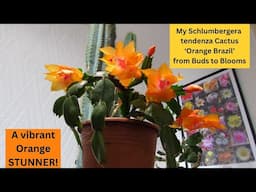 My Schlumbergera tendenza Cactus 'Orange Brazil' from Buds to AWESOME Blooms #cacti #cactus