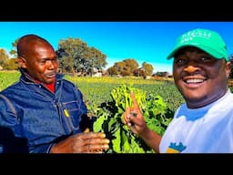 How He Is Making Millions From Vegetable Farming In South Africa 🇿🇦