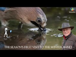 WILDLIFE PHOTOGRAPHY  --  Bird photography  -  The season's first visit to the winter hide. October.