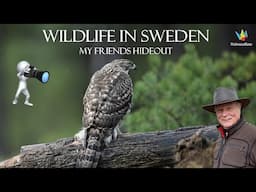 WILDLIFE PHOTOGRAPHY IN SWEDEN - Birds of Prey.- Bird photography in my friends hideout.