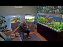 MY HOME-BASED AQUASCAPE STUDIO