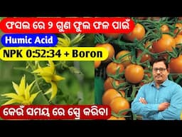 2 ଗୁଣ ଫୁଲ ଫଳ ପାଇଁ Humic acid ସହିତ କେଉଁ ସାର ଅଣୁସାର ପ୍ରୟୋଗ କରିବେ NPK 0:52:34 + Boron 20% ସ୍ପ୍ରେ