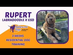 Rupert the Labradoodle x GSD | 3 Weeks Residential Dog Training