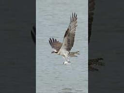 Hungry Osprey falls out of the sky and snatches a fish from the ocean.