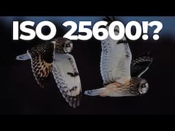 Sharp Shots at ISO 25600? Capturing Birds in Flight in Extreme Low Light