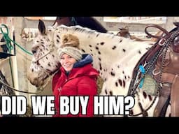 DID I FIND MY DREAM APPALOOSA HORSE AT THE AUCTION? A HUGE LEOPARD!