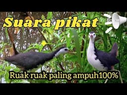 suara pikat ruak ruak malam hari paling ampuh. mp3/ 2023