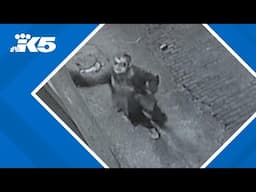 New surveillance footage shows vandal defacing historic Japanese American art in Seattle's CID