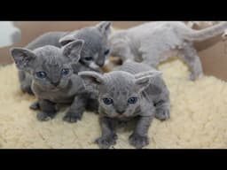 Cutest Devon Rex Kittens