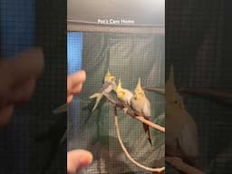 Winter season ￼Cockatiel  ☘️ #shorts #viralvideo #cockatiel #birds #lovebirds #birdslover #cute