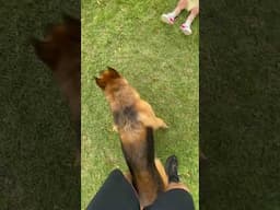 German Shepherd shows toddler how it’s done #dog