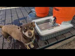 Insulated Dog Watering Station