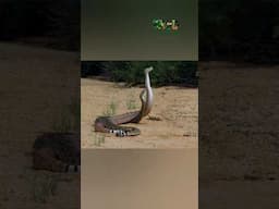 Viper snake fight - हिन्दी डॉक्यूमेंट्री #dangerous #snake #fight #wildlifetelecast