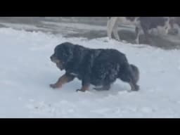 Pregnant with 10 children, she wandered through the blizzard to find safe shelter and gave birth