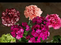 Episode 104  Carnations, Family & Flowers -Featured Flower