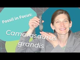 Fossil in Focus: Camarasaurus grandis