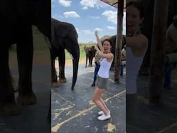 South Africa Elephant Sanctuary & Playing with the Amarula Elephant 😍🐘🇿🇦