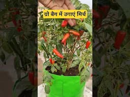 ग्रो बैग में उगाएं मिर्च | Chilli plant in Grow Bag on terrace garden #terracegardning #chilli