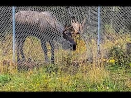 Alaska Moose Escapes Thru Fence