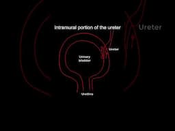 Intramural Ureter Anatomy: Functional Significance #shorts  #anatomy