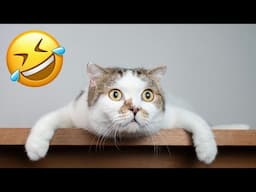 Funny Animals - Funniest Cats Videos😅 - Funny Cats 2024 - Funny Dogs 2024😂