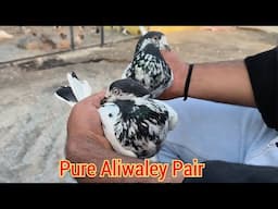 Pure Aliwaley Pair ka Shonk || Ustad Goldy || R.s.Pura,J&K