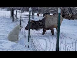 Great Pyrenees and Elk