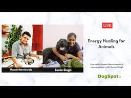 Energy Healing for Animals