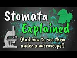 Stomata Explained // How to View Stomata (Stomatal Peel)