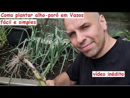 Como plantar Alho-poró orgânico em vasos, fácil e simples.