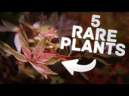 5 Rare Aquarium Plants That Will Transform Your Aquascape