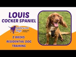 Louis the Cocker Spaniel | 2 Weeks Residential Dog Training