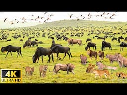 4K African Wildlife: Kakum National Park - Scenic Wildlife Film With Real Sounds