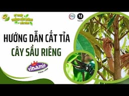 Hướng dẫn cắt tỉa cây sầu riêng #7 - Nông gia Huỳnh Quới