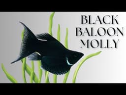 Black Balloon Molly Fish: A Stunning Addition to Your Tank