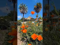 🌴A hidden oasis in SoCal 🌞 and it’s FREE to vist! 🌹📍Fullerton Arboretum #visitsocal #socal