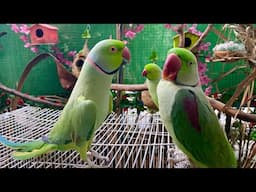 Ringneck Parrot Greeting Alexandrine Parrot - Best Talking Parrot