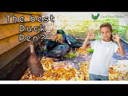 Pet Duck Set Up - Best way to build a duck pen -  Keeping Ducks in the garden yard - Happy Ducks