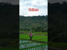 Bakkara, Baktiraja, Humbang Hasundutan #laketoba360 #danautoba #travel #sumut #shortvideo #sawah