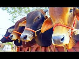 cow unloading, cow videos, cow video, animal, big cow, goru hamba cow, Ep-164